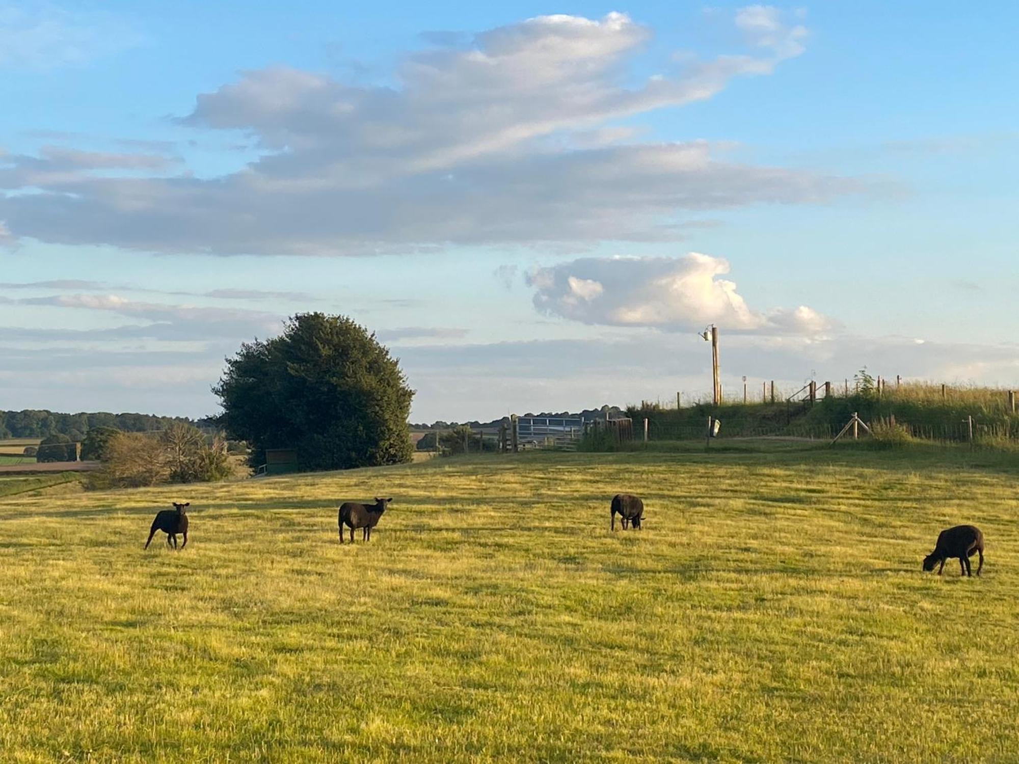 Blidworth The Little John Petite Cosy Log Cabin - Sleeps 2, Great For Romantic Breaks, Couples, Single Guests, Near Sherwood Forest At Fairview Farm, Nottingham Set In 88 Acres מראה חיצוני תמונה