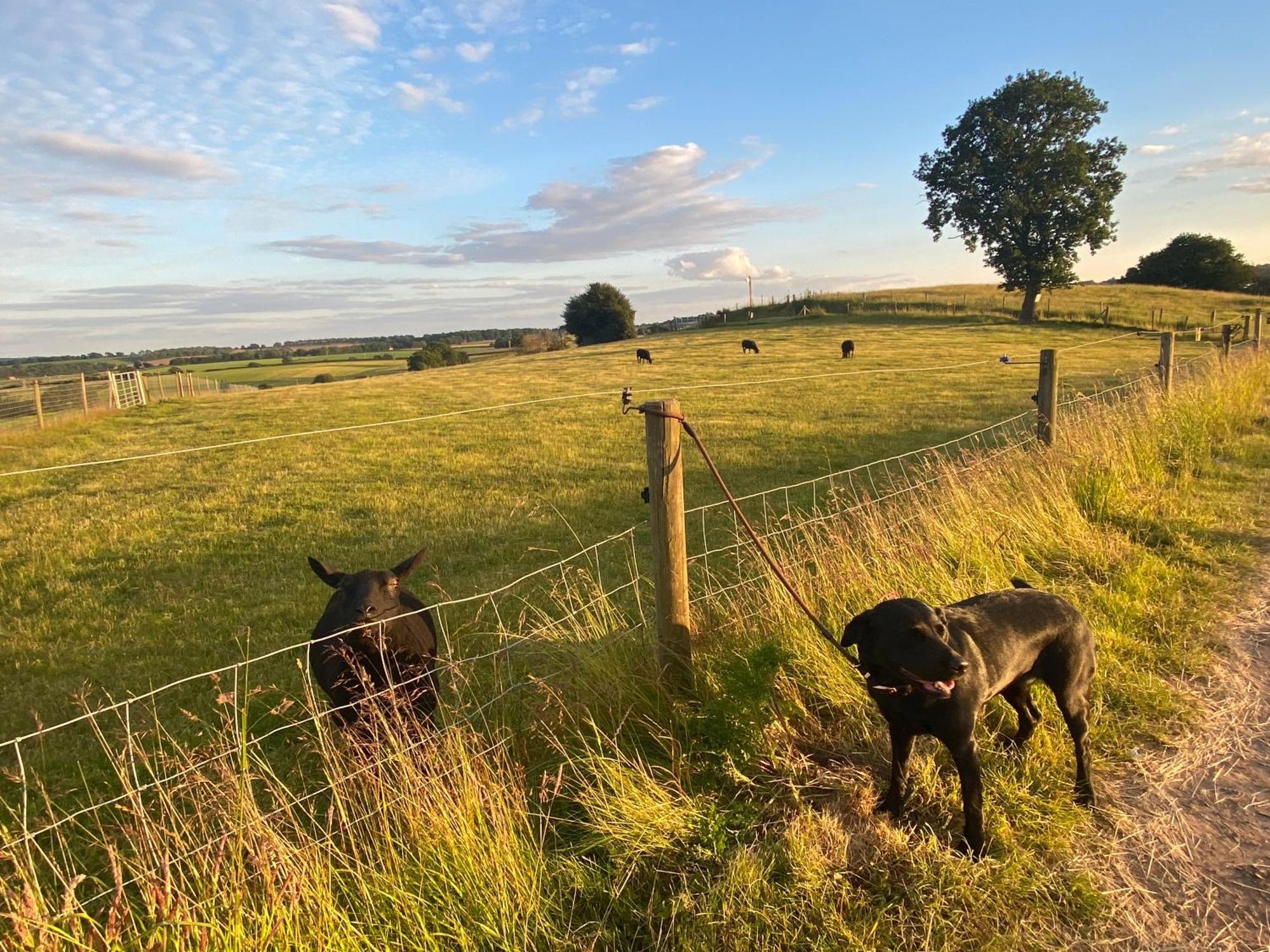 Blidworth The Little John Petite Cosy Log Cabin - Sleeps 2, Great For Romantic Breaks, Couples, Single Guests, Near Sherwood Forest At Fairview Farm, Nottingham Set In 88 Acres מראה חיצוני תמונה